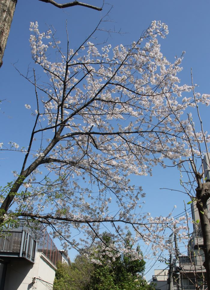 080403　桜 (14).JPG